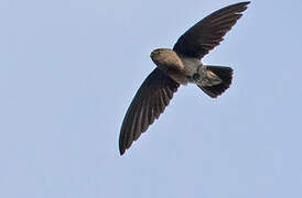 Sao Tome Spinetail