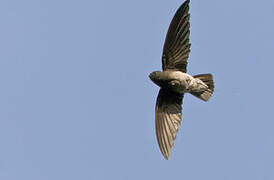 Sao Tome Spinetail