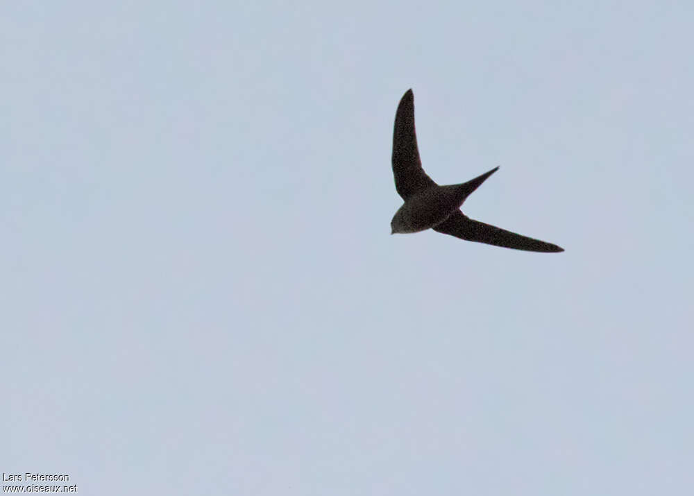 Scarce Swift, Flight