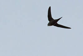 Scarce Swift