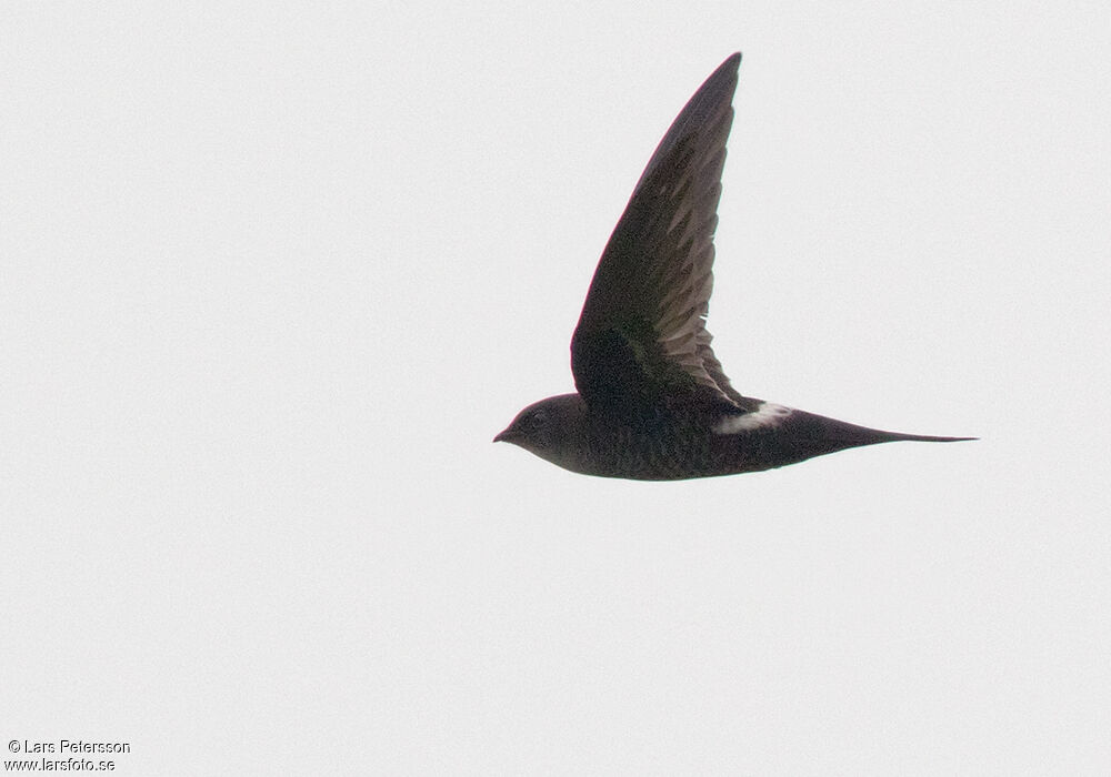 Pacific Swift