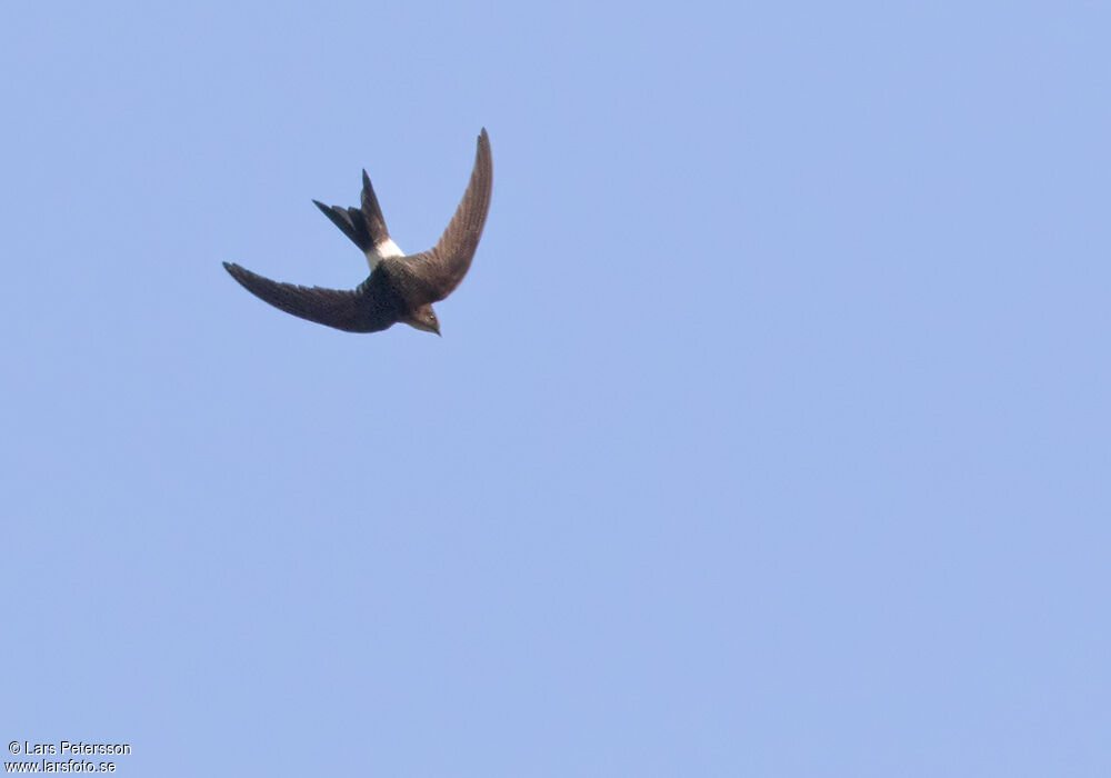 Pacific Swift