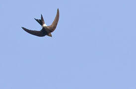 Pacific Swift