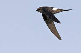 Pacific Swift