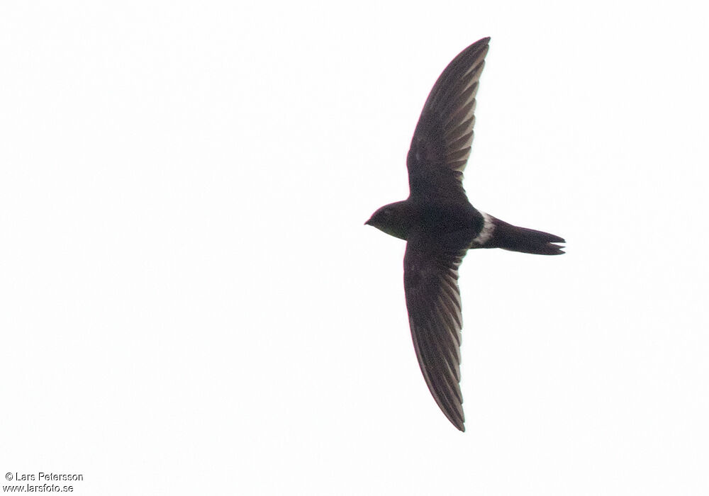 Pacific Swift