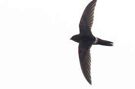 Pacific Swift