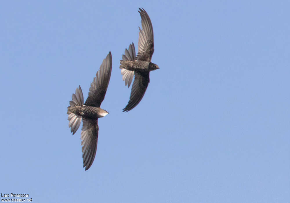 Pacific Swift, pigmentation, Behaviour