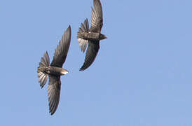 Pacific Swift