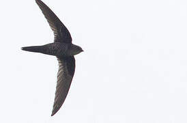 Pacific Swift