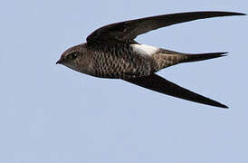 Pacific Swift