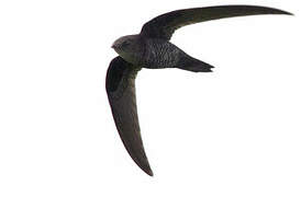 Pacific Swift