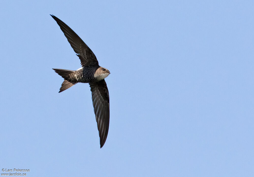 Pacific Swift