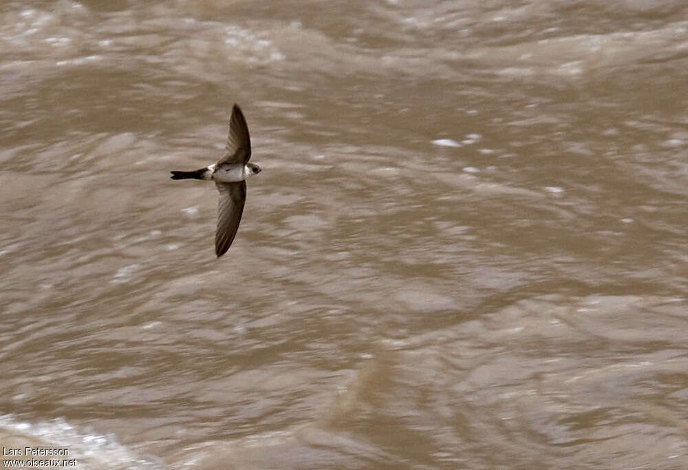 Andean Swiftadult, identification