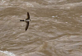 Andean Swift