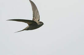 African Palm Swift