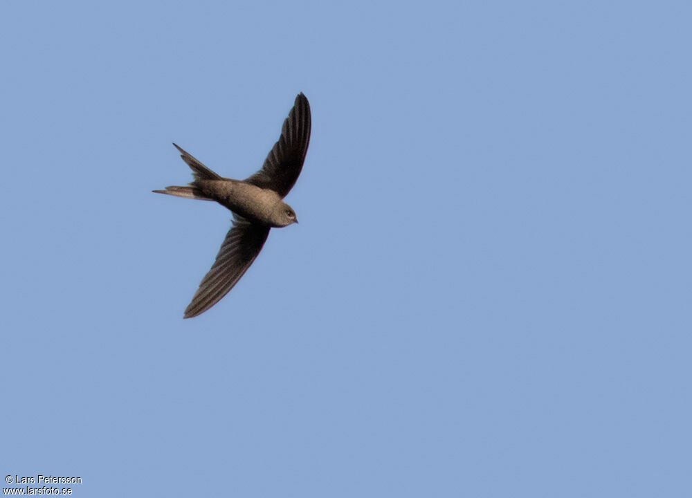 African Palm Swift