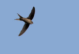 African Palm Swift