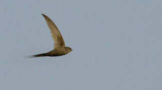 African Palm Swift