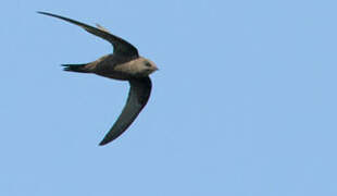 African Black Swift