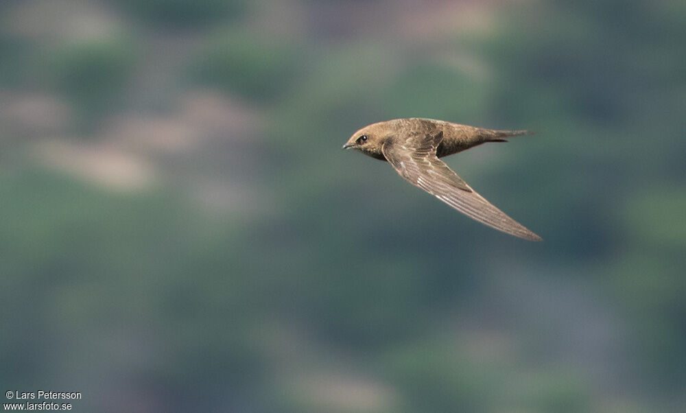 African Black Swift