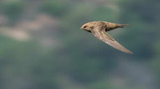 African Black Swift