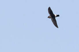 White-rumped Spinetail