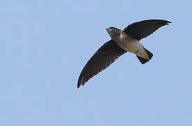 White-rumped Spinetail