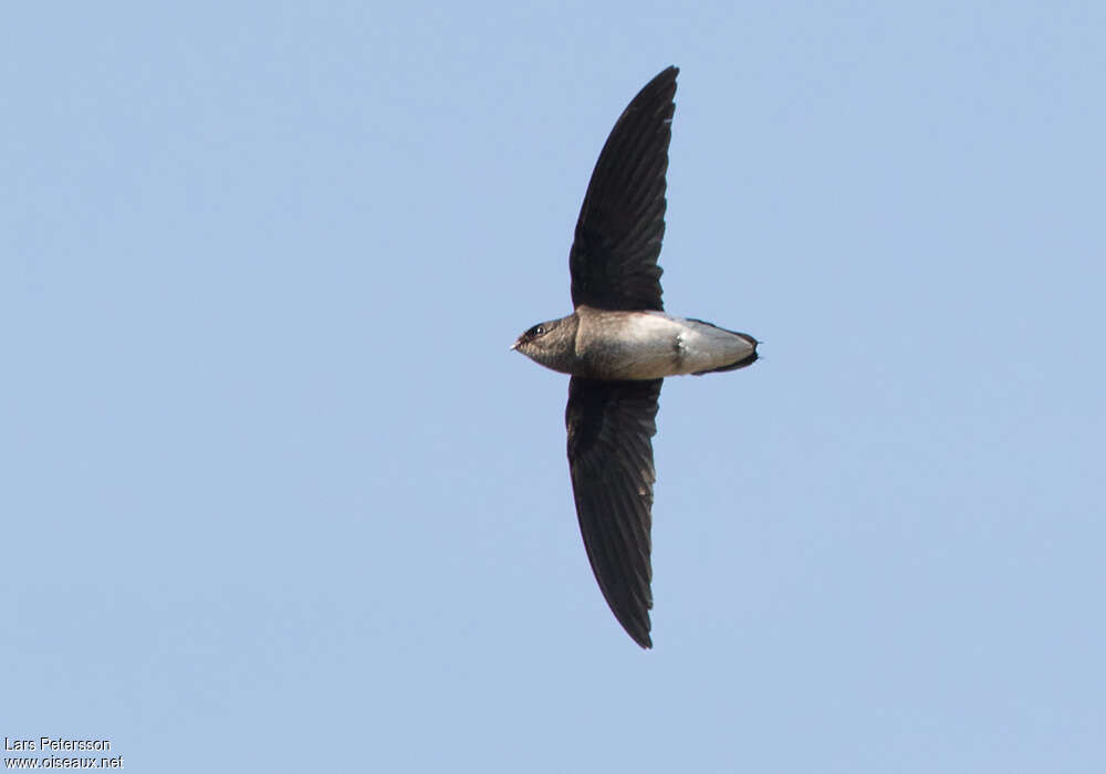 White-rumped Spinetail, pigmentation, Flight