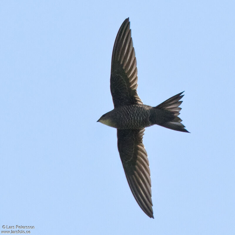 Mottled Swift