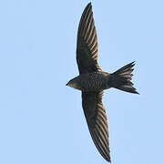 Mottled Swift