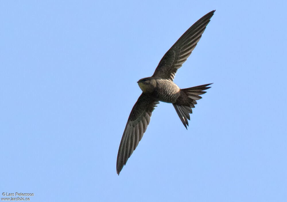 Mottled Swift