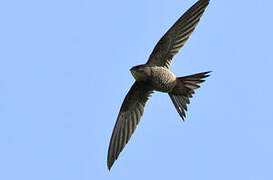 Mottled Swift