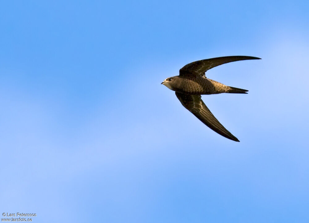 Common Swift