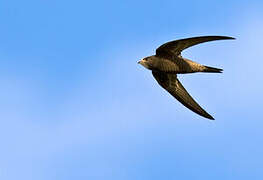 Common Swift