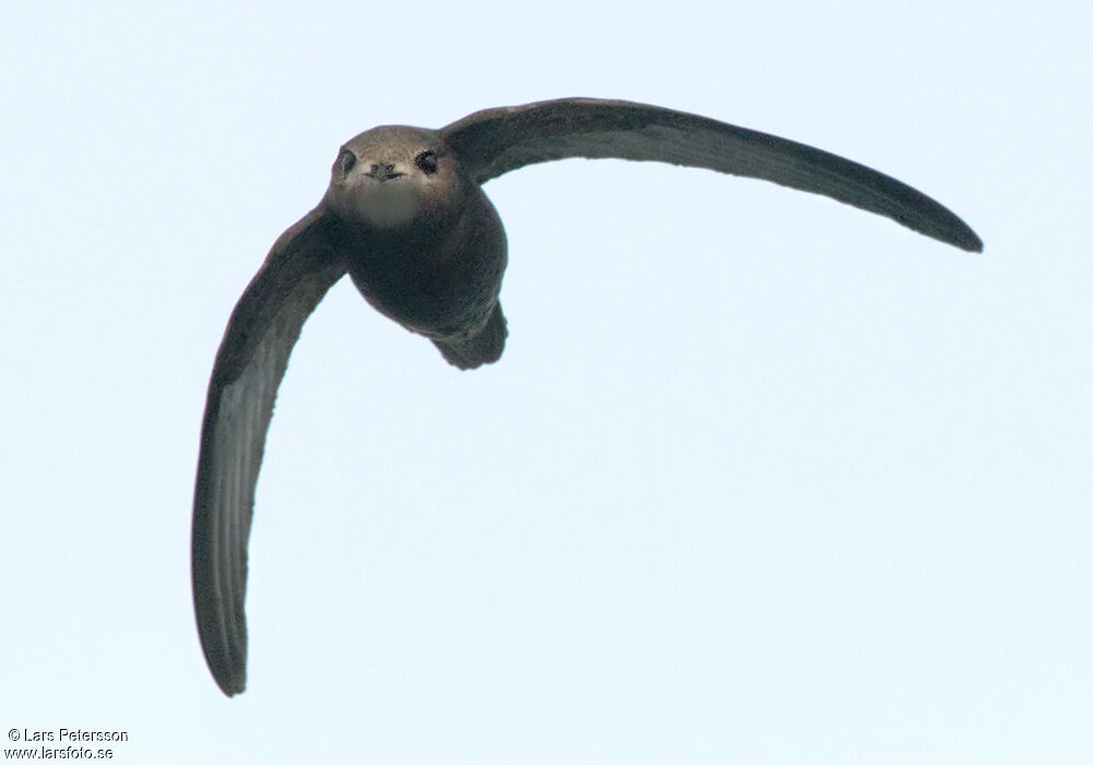 Common Swift