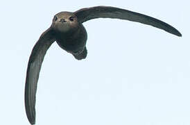 Common Swift