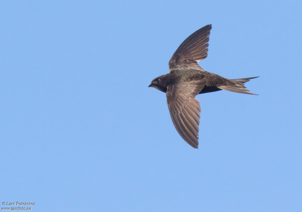 Common Swift