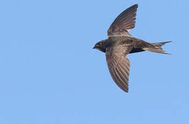 Common Swift