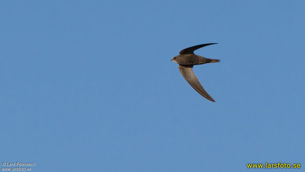 Common Swift