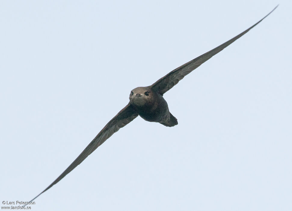 Common Swift