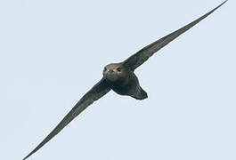 Common Swift