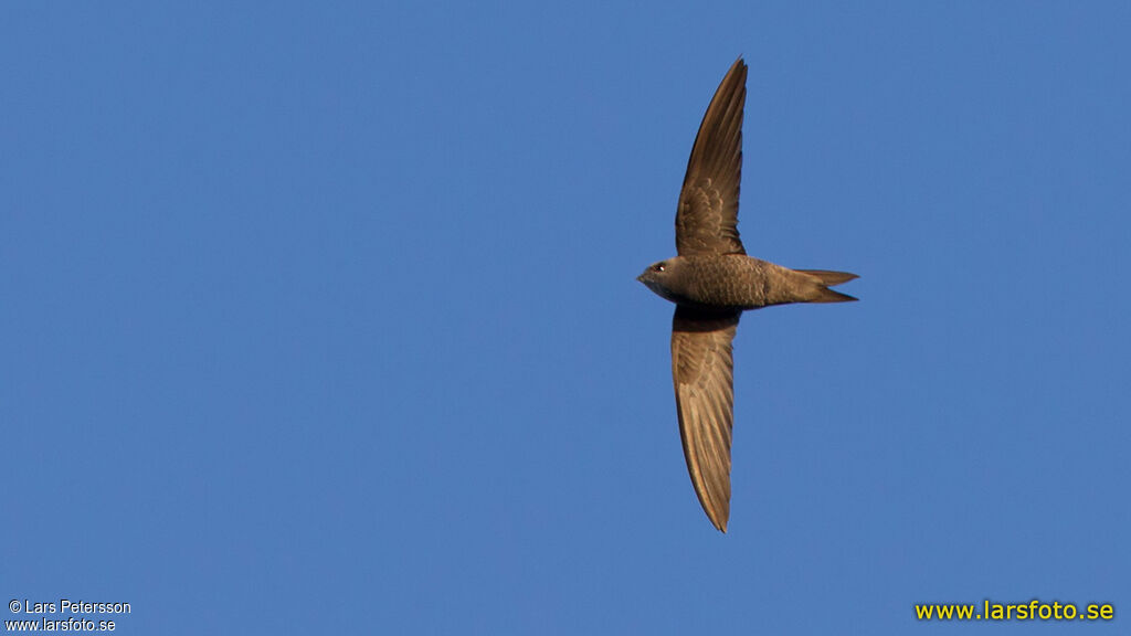 Common Swift