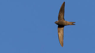 Common Swift