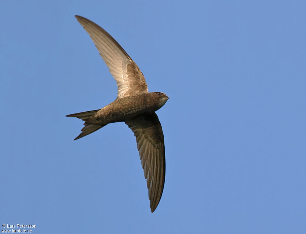 Common Swift