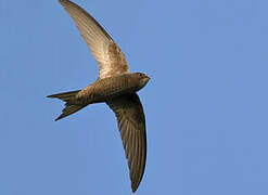 Common Swift