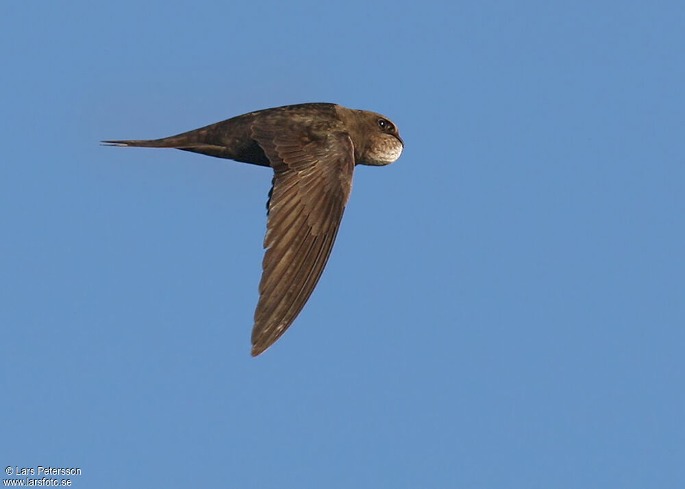 Common Swift