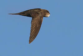 Common Swift