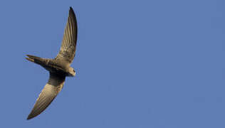 Pallid Swift