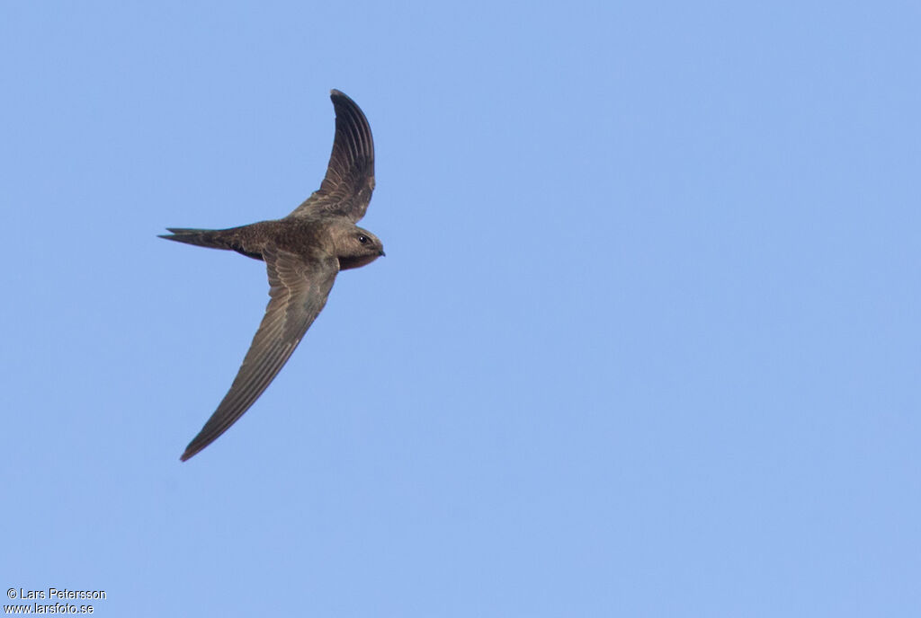 Pallid Swift