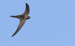 Pallid Swift